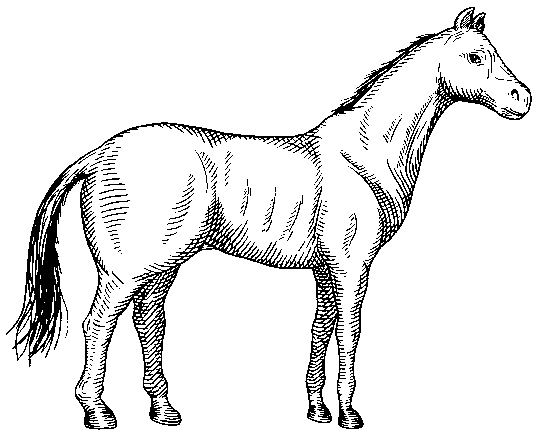 Конь